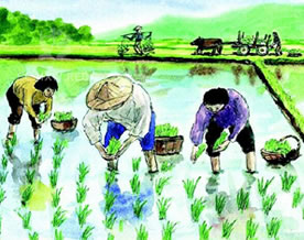 杨万里:插秧歌|chā yāng gē