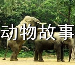 世界动物故事100篇